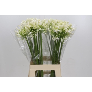 Agapanthus White Heaven