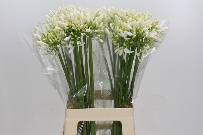 <h4>Agapanthus White Heaven</h4>