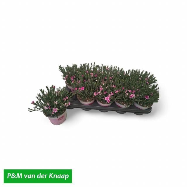 <h4>DIAN DI PINK KISSES</h4>