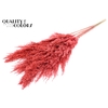 Pampas Grass 100cm 5st/bunch Coral