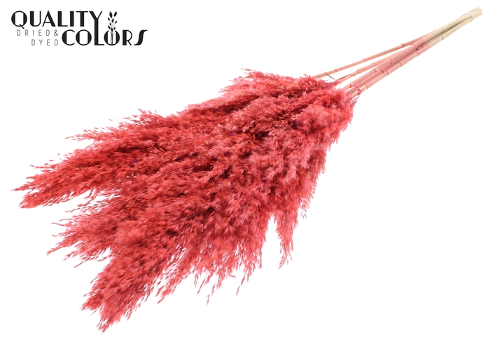 <h4>Pampas Grass 100cm 5st/bunch Coral</h4>