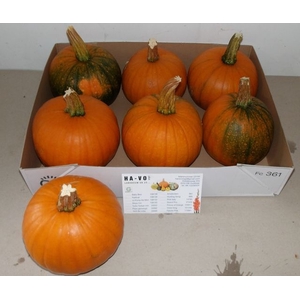 CUC MAXIMA HALLOWEEN