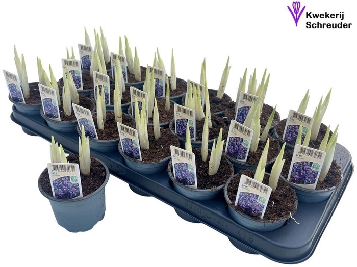 <h4>IRIS RET HARMONY</h4>