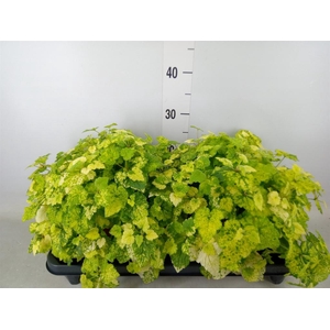 Tolmiea menziesii   ...variegated