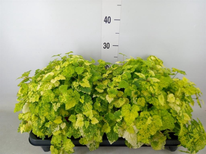 <h4>Tolmiea menziesii   ...variegated</h4>