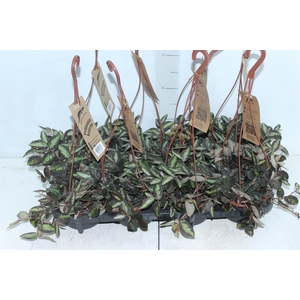 PELLIONIA REPENS C13