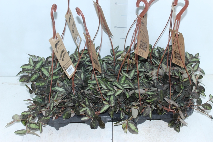 <h4>PELLIONIA REPENS C13</h4>