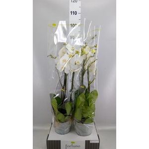 Phalaenopsis   ...white