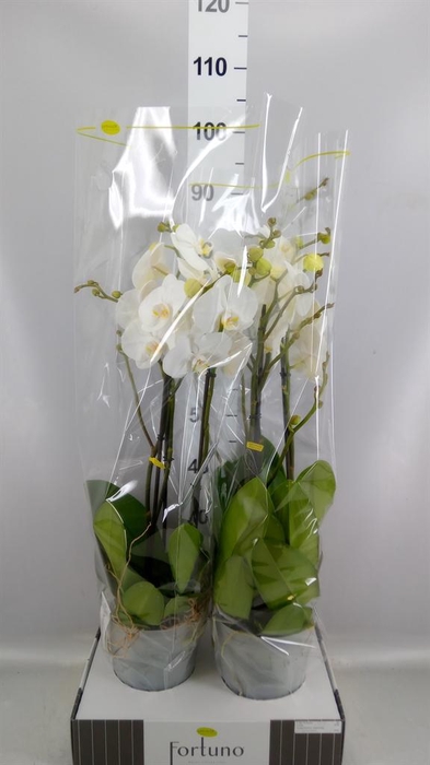 <h4>Phalaenopsis   ...white</h4>