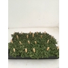 Callisia repens 'Turtle'
