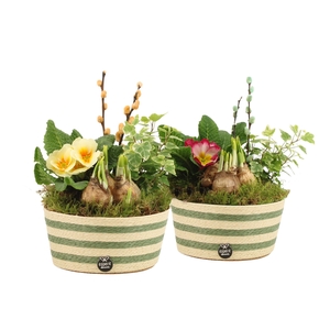 11699: Outdoor spring arrangement