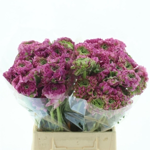 Ran Ponpon Malva Lila Super