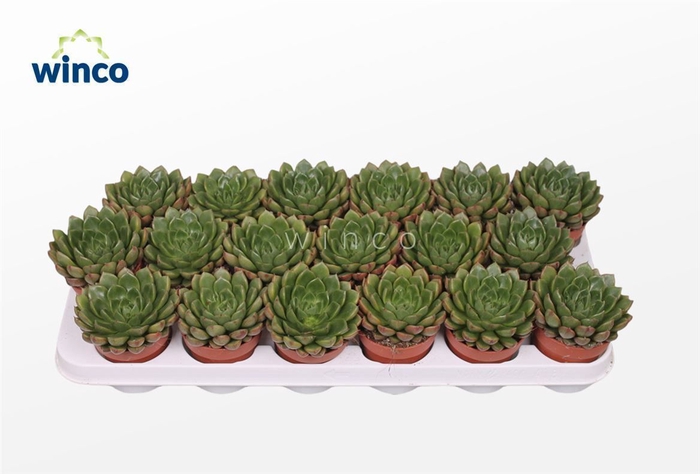 <h4>Echeveria Setosa Victor</h4>