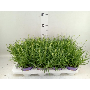 Lavandula interm. 'Edelweiss'