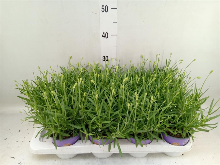 <h4>Lavandula interm. 'Edelweiss'</h4>