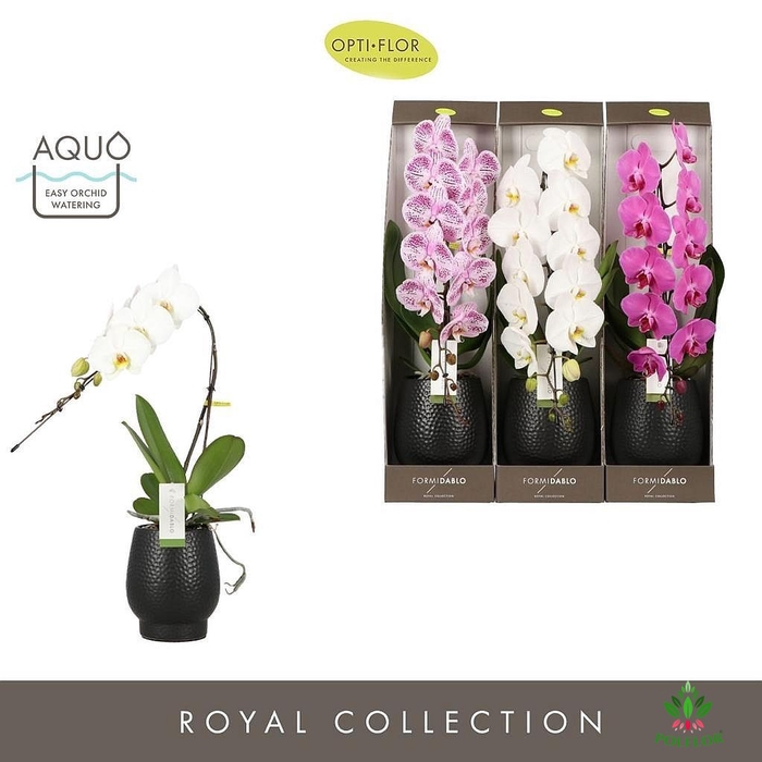 Phal Formidablo mix 12Ø 70cm