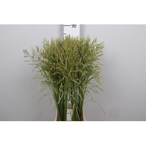 Panic Mi Umbrella Green