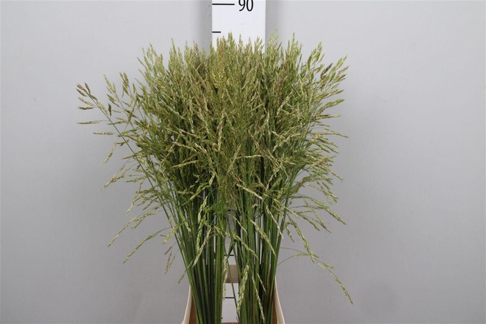 <h4>Panic Mi Umbrella Green</h4>