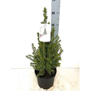 PICEA GL CONICA