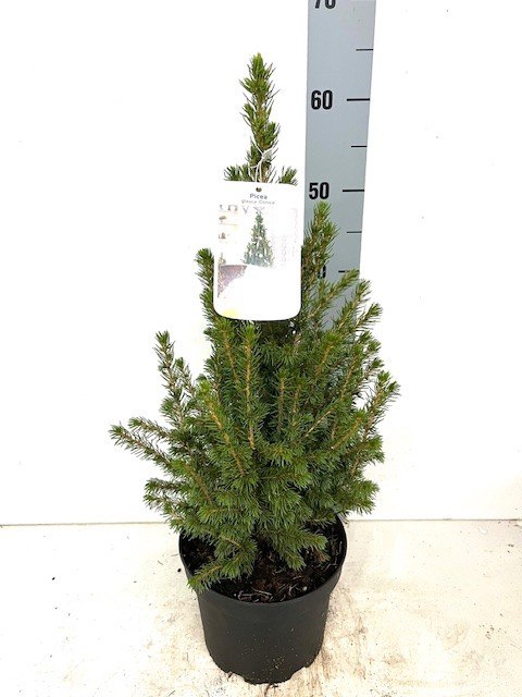 <h4>PICEA GL CONICA</h4>