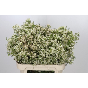 Chamelaucium Ofir