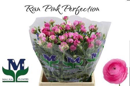 <h4>Ran Pink Perfection</h4>