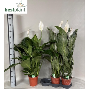 SPATH SWEET LAURETTA