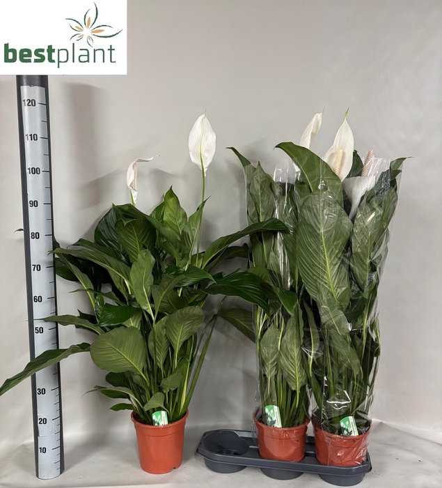 <h4>SPATH SWEET LAURETTA</h4>