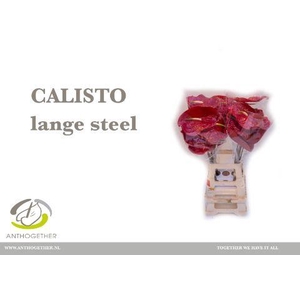 ANTH A CALISTO 20 Lange Steel