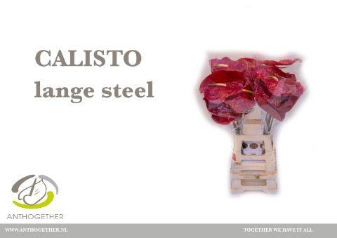 <h4>Anthurium Calisto</h4>