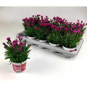 DIAN PICTURE PERFECT