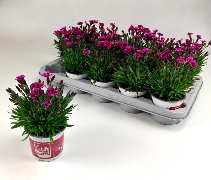 <h4>DIAN PICTURE PERFECT</h4>