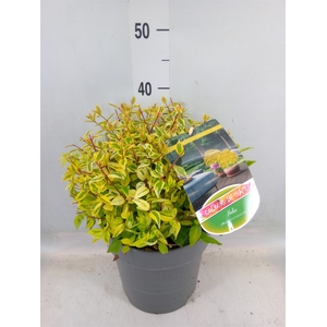 Abelia grandiflora 'Kaleidoscope'