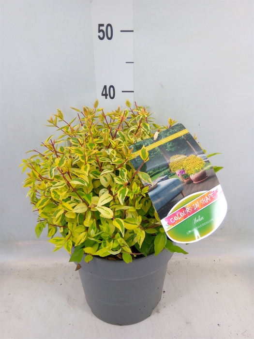 <h4>Abelia grandiflora 'Kaleidoscope'</h4>