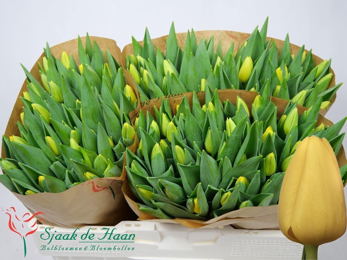 <h4>Tu En Novi Sun</h4>