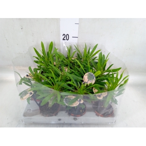 Pachypodium lamerei