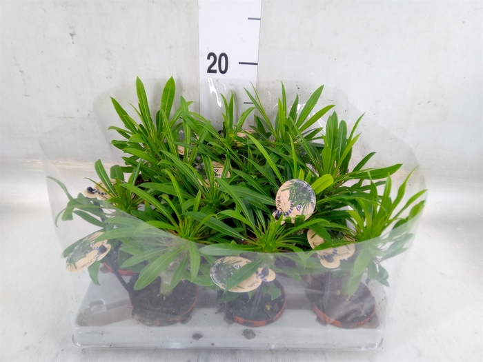 <h4>Pachypodium lamerei</h4>