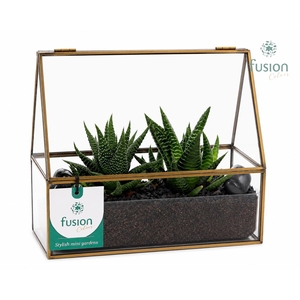 Glazen terrarium mini garden met Haworthia