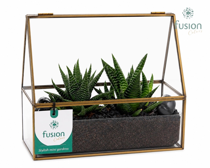 <h4>Glazen terrarium mini garden met Haworthia</h4>