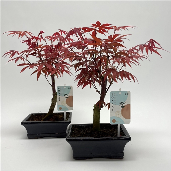 <h4>Acer Atropurpureum Bonsai 15 cm</h4>