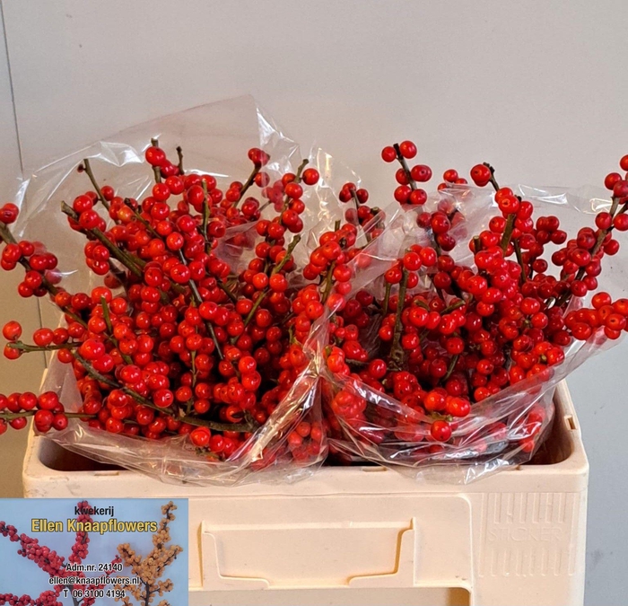 <h4>ILEX VE RODE BES</h4>