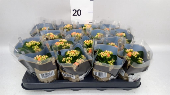 <h4>Kalanchoe blos. 'RosDon Pedro'</h4>