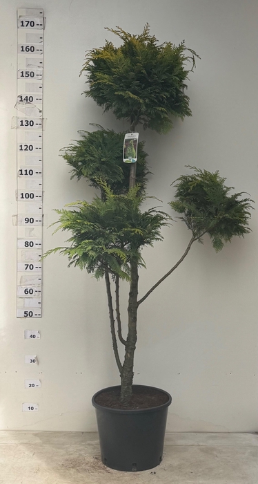 <h4>CHAM L STARDUST</h4>