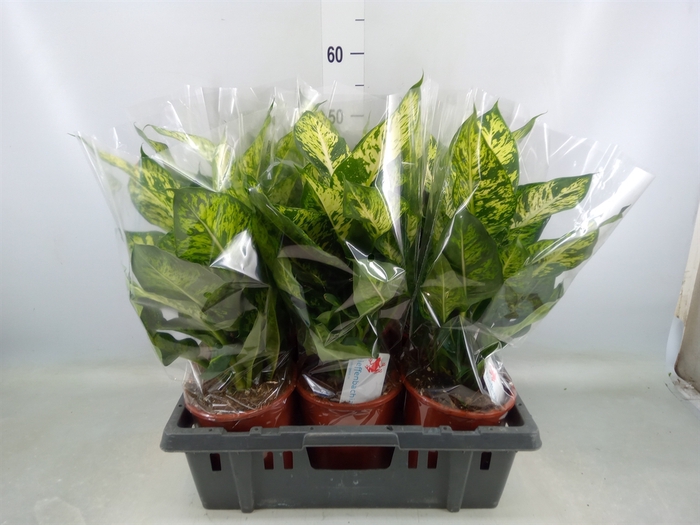 <h4>Dieffenbachia  'Sublime'</h4>