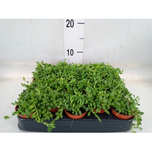 Senecio herreianus