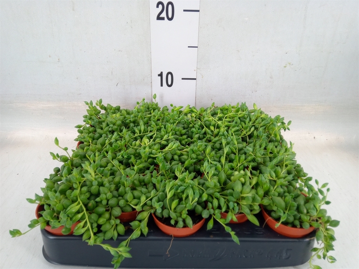 <h4>Senecio herreianus</h4>