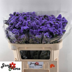 Statice Pipa Wings Jongflora