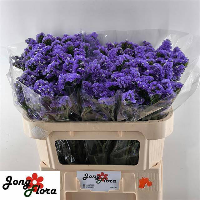 <h4>Statice Pipa Wings Jongflora</h4>