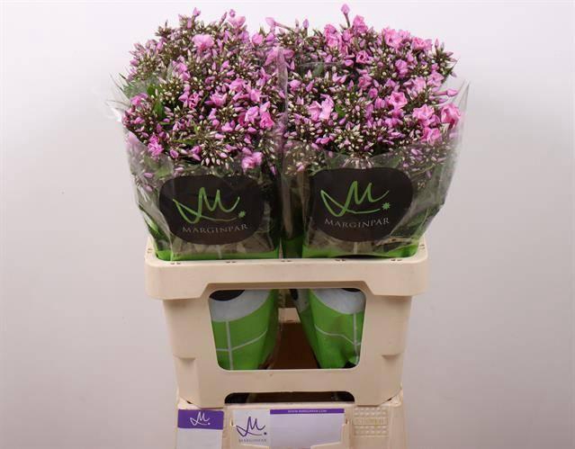 <h4>Phlox P Pink Eyes</h4>