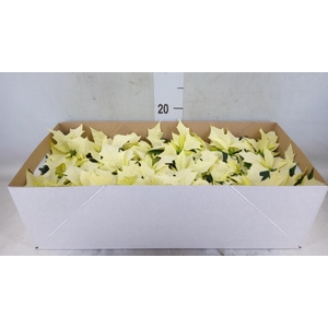 Euphorbia pulc. 'Alaska'